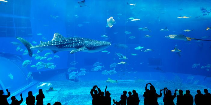 Japan Okinawa aquarium