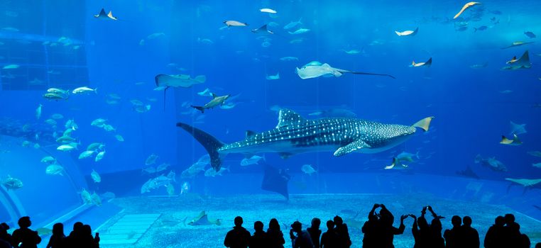 Japan Okinawa aquarium