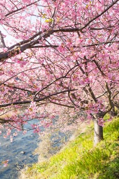 Cherry Blossom at Kawazu