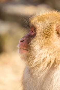 Side profile of monkey