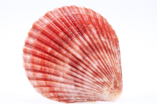 single seashell of mollusk isolated on white background, close up.