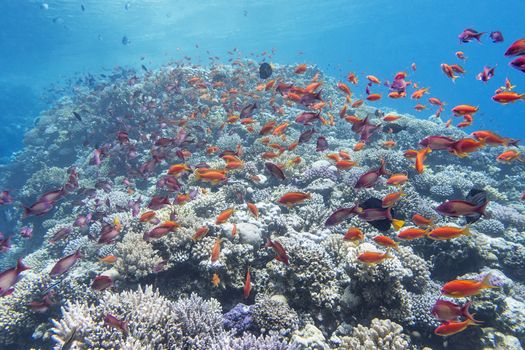 coral reef with shoal of exotic  fish anthias at the bottom of tropical sea, underwater