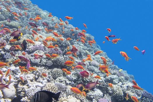 colorful coral reef with shoal of fishes scalefin anthias in tropical sea, underwater