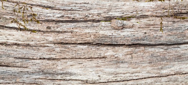 Wood and tree texture