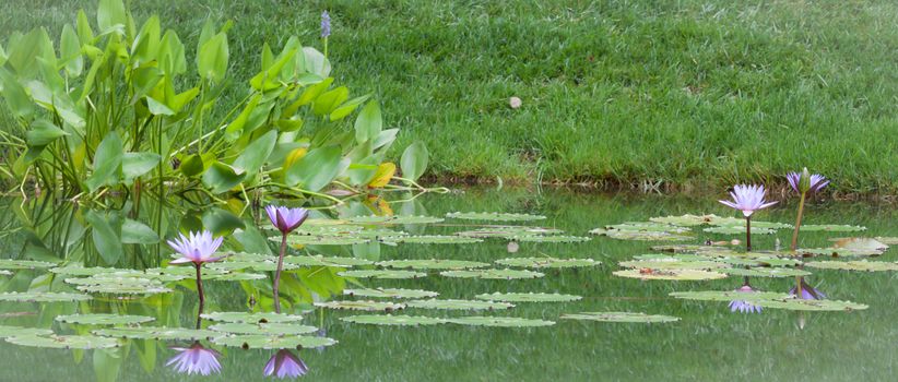 summer waterlilies in a georgia pond