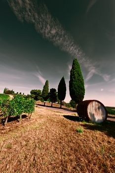 Hill of Tuscany with Vineyard in the Chianti Region, Vintage Style Toned Picture