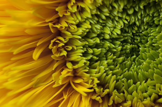 Close-up of a Teddy Bear Sunflower