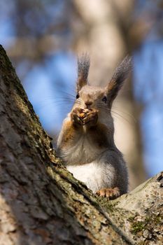 the photograph shows a squirrel on a tree