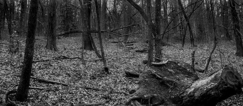 Forest floor in balck and white