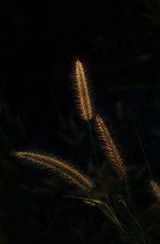 Beautiful of reeds grass at sunset. concept silhouette.