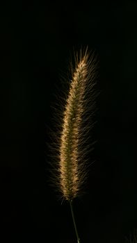 Beautiful of reeds grass at sunset on black background