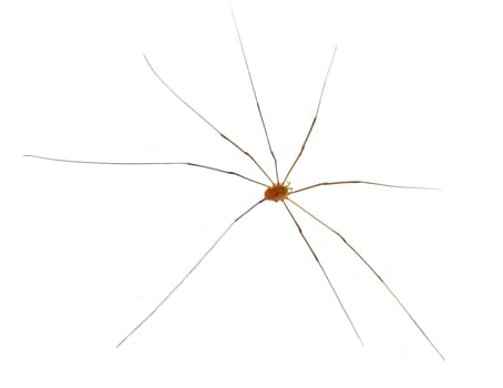Daddy Long Legs isolated on white background.
