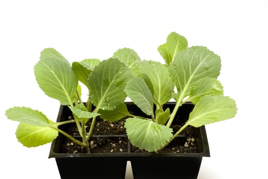 Young cabbage plants getting ready to be planted. Isolated on white background