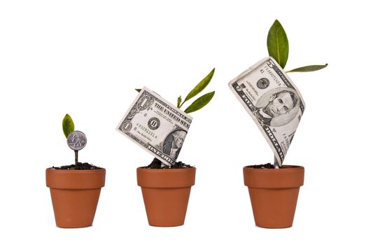 Different currencies attached to plants using as a growing money concept.  Isolated on white.