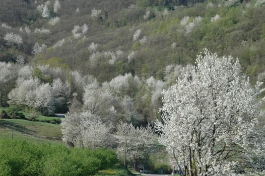 This file represents a forest of cherry trees in  Langhe spring landscape