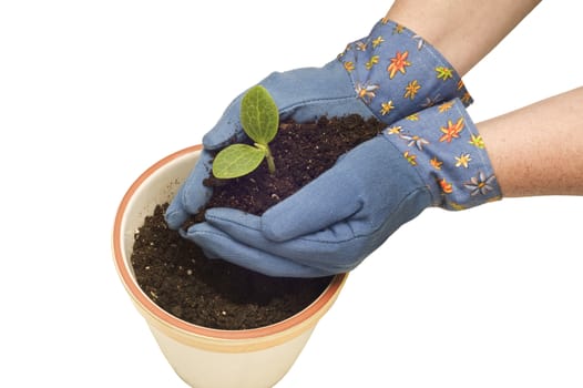 Horizontal shot of hands wearing gardening gloves gently placing a plant in a flower pot.