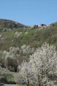 This photo represents a Langhe forest with cherry trees in bloom and a farmhouse in the background.