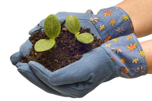 Female hands wearing gardening gloves gently holding some sprouts in soil getting ready to plant.