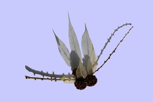 composition of natural materials: larch branch, skeletonized leaves of ficus on a sky-blue background