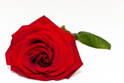 beautiful  single red rose isolated on white background