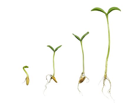 Germination sequence of cantaloupe plant evolution concept showing roots.  On white background