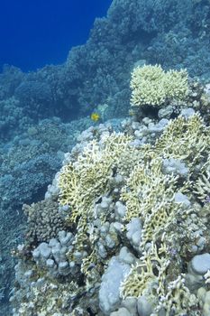 coral reef with yellow fire coral at the bottom of tropical sea, underwater