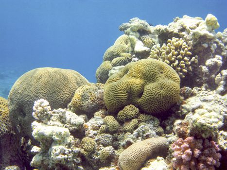 coral reef with brain coral in tropical sea, underwater.