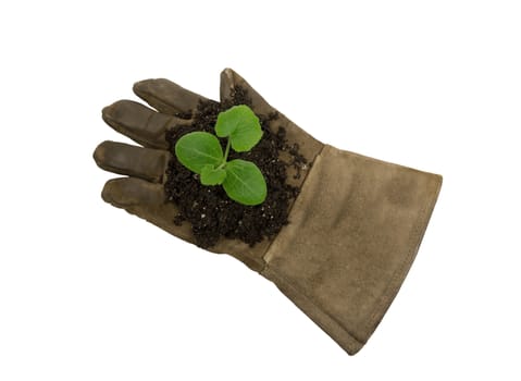 Overhead shot of a young plant resting in soil on an old glove.