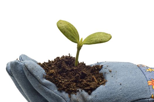 Hand wearing gardening glove holding a small plant in soil