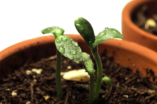 Sprouts close up with water droplets and shallow depth of field.  Focus on front leaf only.