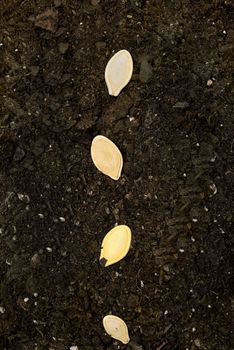 Vertical close up of a row of seeds in soil