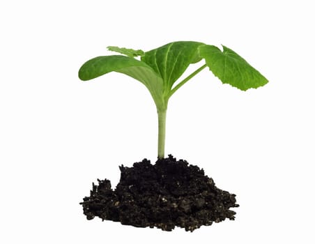 Young plant seedling sprout isolated on white.