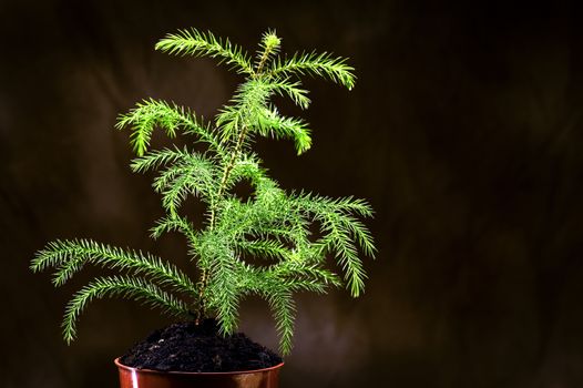 Horizontal of a young little tree growing strong.  Dark background.  Lots of copy space