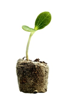 Close up vertical of a single young sprout ready to plant. Lots of copy space