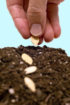 Vertical shot of hand planting seeds in a row of soil. Blue background