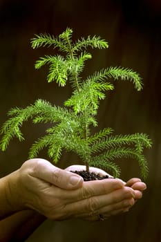 Vertical of female hands holding a young little tree.  Lit from above on dark background