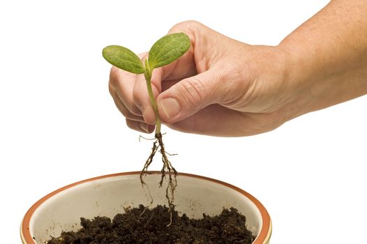 Hand planting sprout in planter