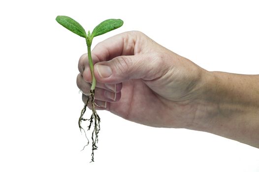 Female hand holding young seedling ready to transplant.  Shot on white background.