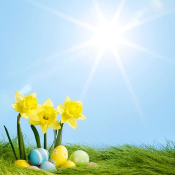 Yellow narcissus flowers and easter eggs on spring grass background