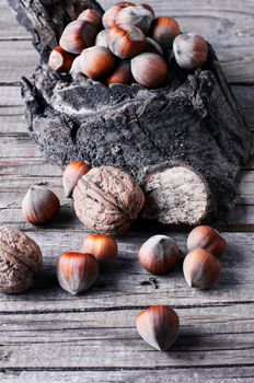 Autumn harvest walnuts and hazelnuts on wooden background