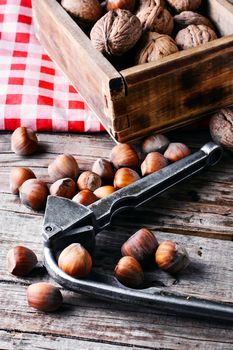 Autumn harvest walnuts and hazelnuts on wooden background