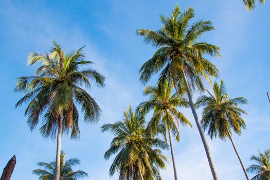 Tropical paradise symbols, group of coconut palms 