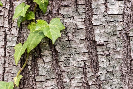 Texture (background) shot of brown tree bark, filling the frame.