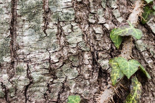 Texture (background) shot of brown tree bark, filling the frame.