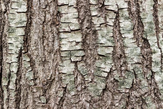 Texture (background) shot of brown tree bark, filling the frame.