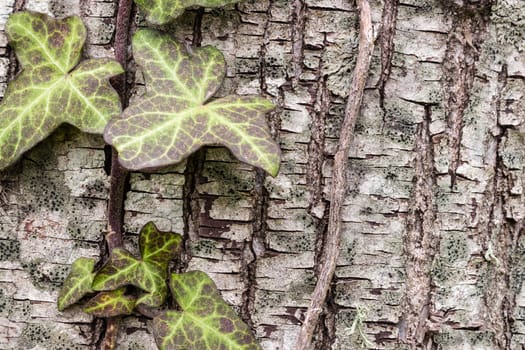 Texture (background) shot of brown tree bark, filling the frame.