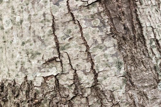 Texture (background) shot of brown tree bark, filling the frame.