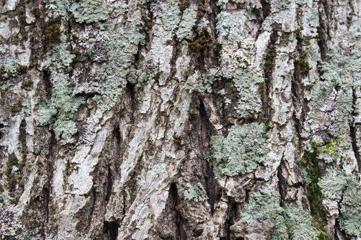 Texture (background) shot of brown tree bark, filling the frame.