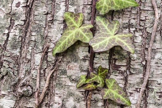 Texture (background) shot of brown tree bark, filling the frame.