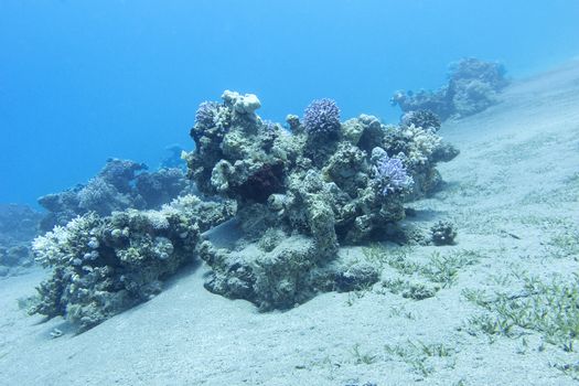 coral reef in deep water at the bottom of tropical sea, underwater.